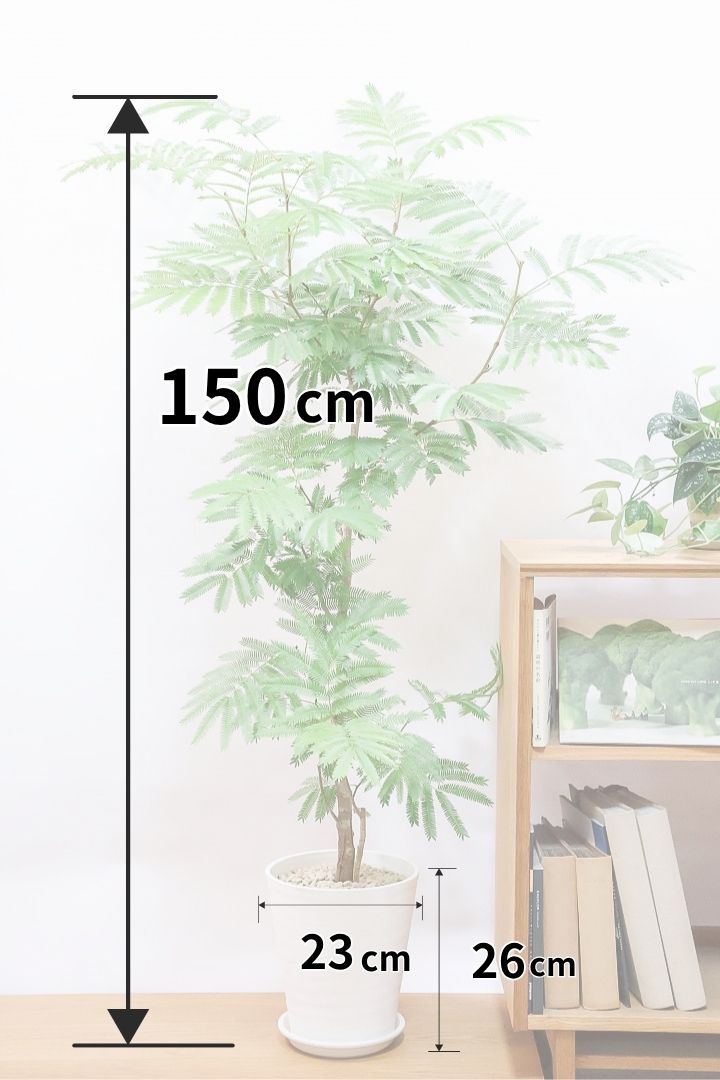 【エバーフレッシュ】たくさんのご要望にお応えしてプラスチックver！このボリュームでこの価格はお買い得！