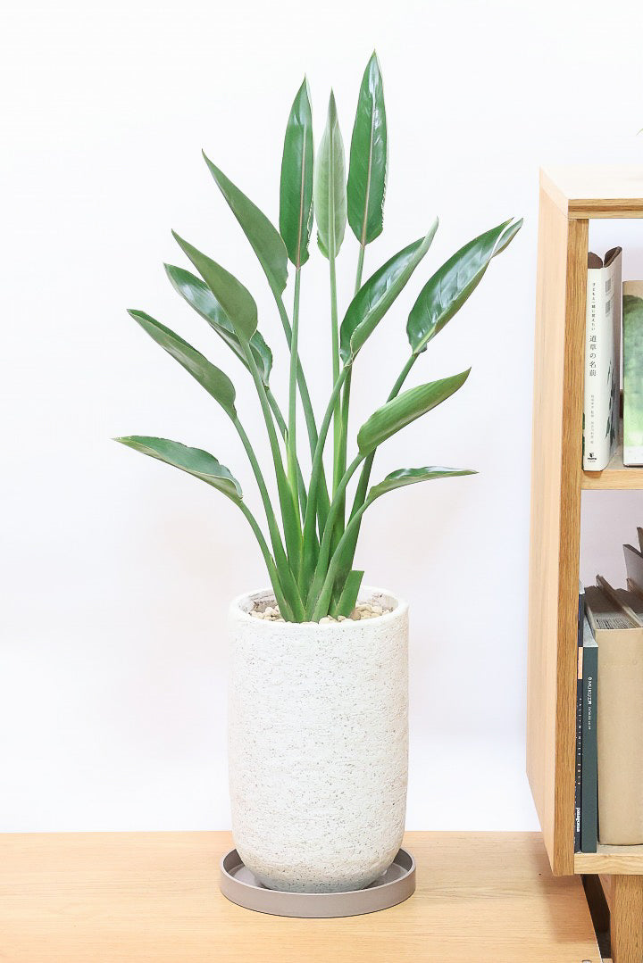 【ストレチア レギネ】最高のバランス！ロングPOTもスタイリッシュなので植物との相性がいい！