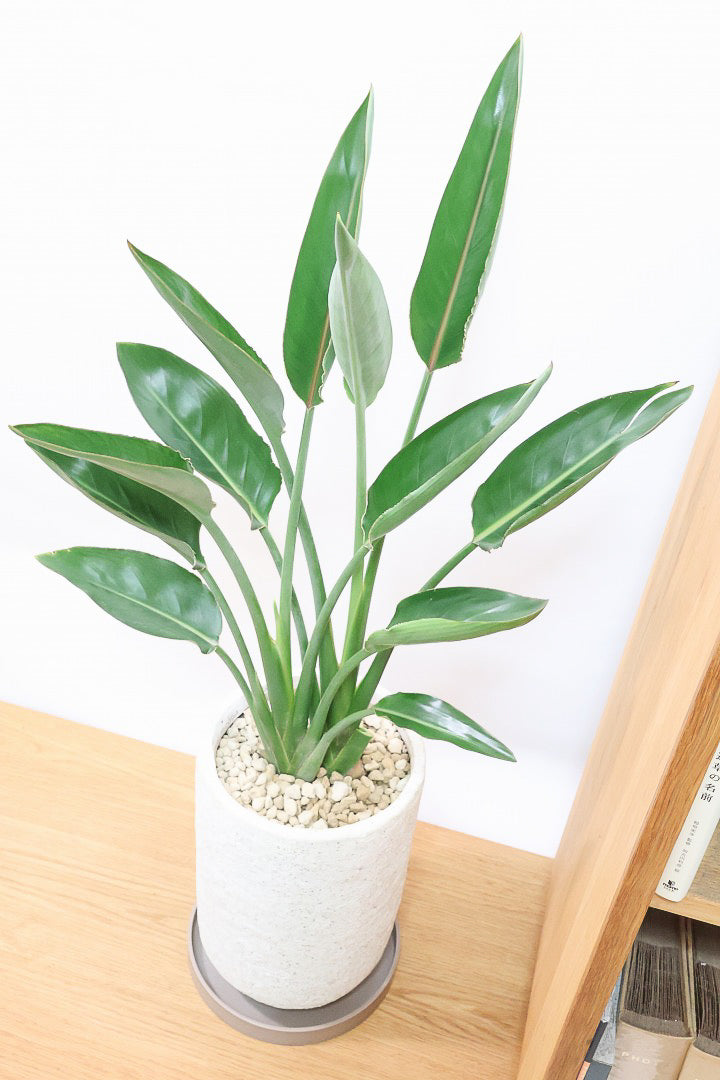 【ストレチア レギネ】最高のバランス！ロングPOTもスタイリッシュなので植物との相性がいい！