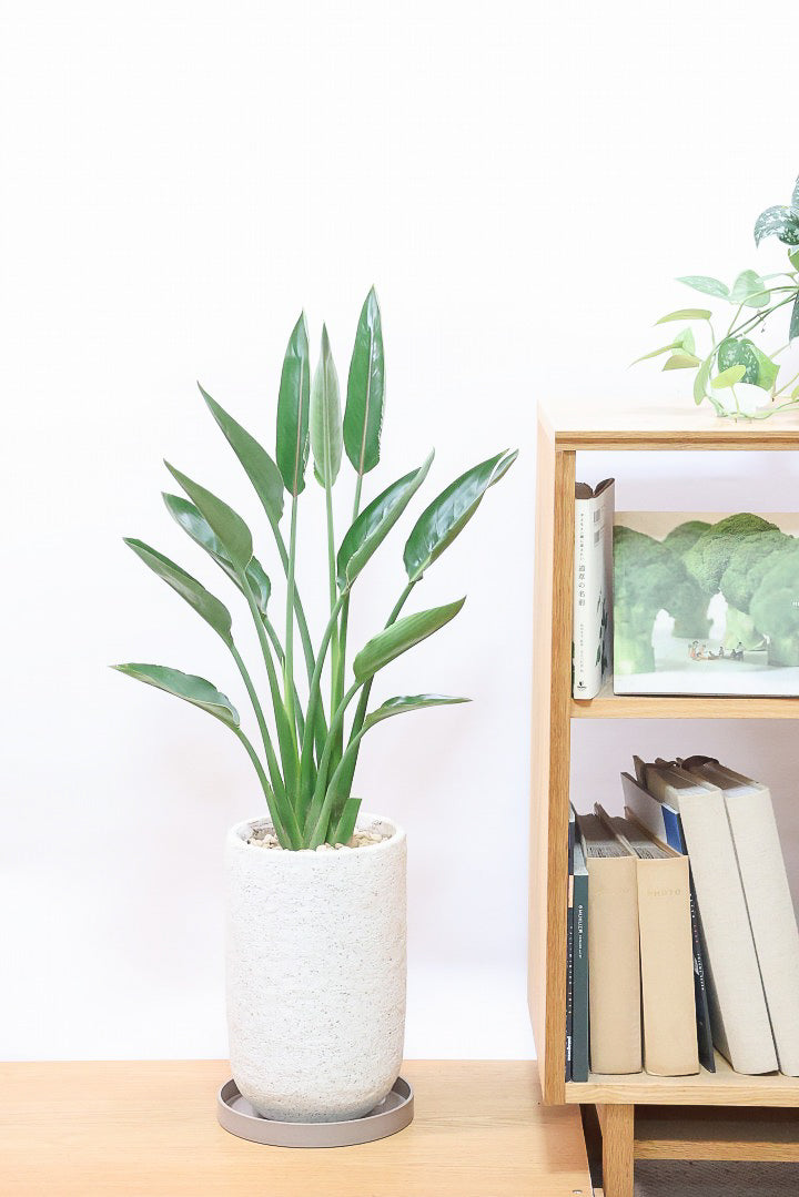【ストレチア レギネ】最高のバランス！ロングPOTもスタイリッシュなので植物との相性がいい！