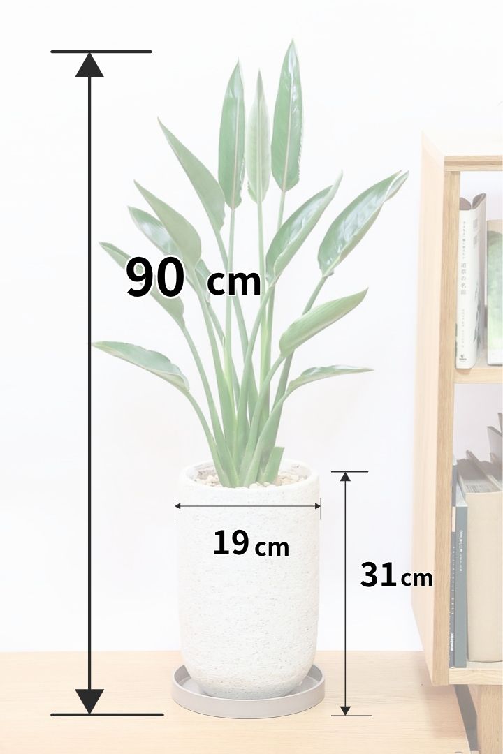 【ストレチア レギネ】最高のバランス！ロングPOTもスタイリッシュなので植物との相性がいい！