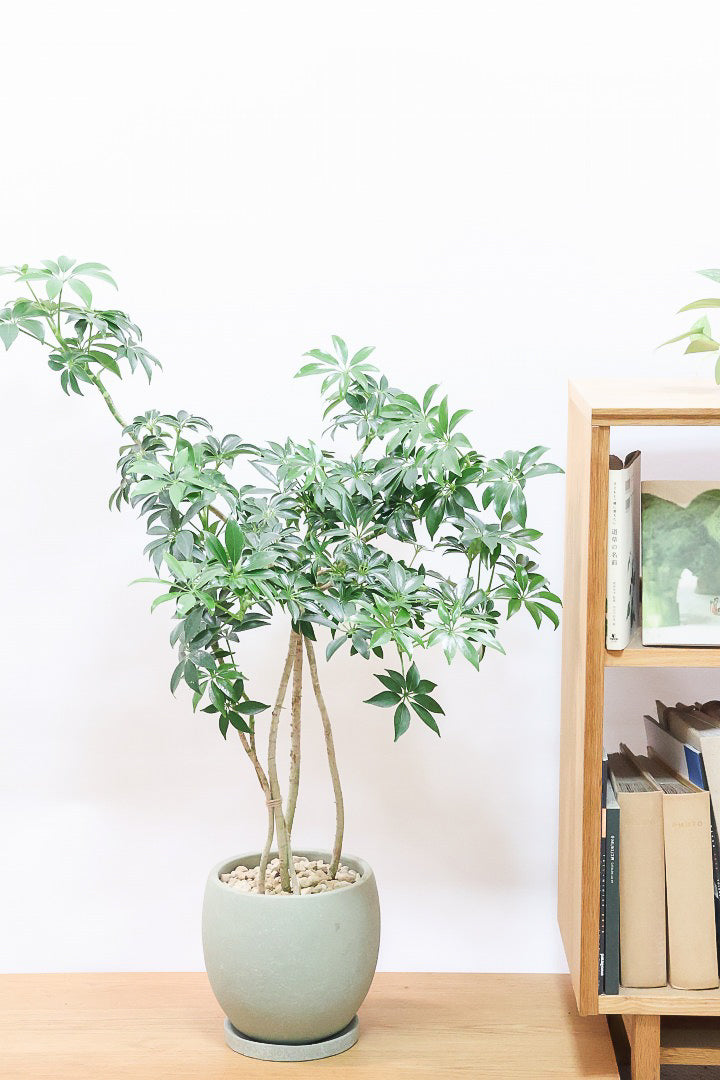 シェフレラ シェフレラ：コンパクタ5号ポット の通販 | 園芸ネット