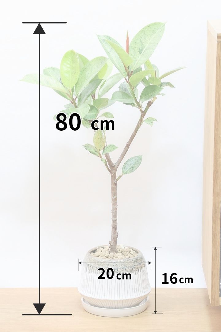 【フィカス ジン】しっかりとした幹に仕上げました！POTとのバランスもとてもイイ感じだと思います！