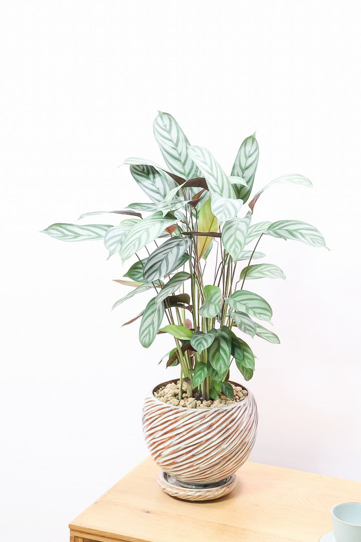 クテナンテ セトサ ファイバー鉢 お皿付き クテナンテ セトサ