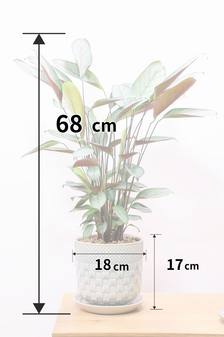 【クテナンテ グレースター】グリーングレーの葉が美しい！繊細な葉脈の葉もとても素晴らしい品種です！