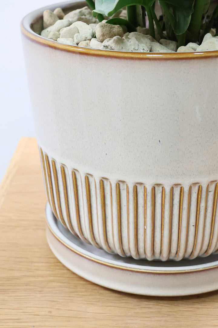 シンゴニウム コンフェッティSIV60612| 観葉植物の通信販売 | APEGO