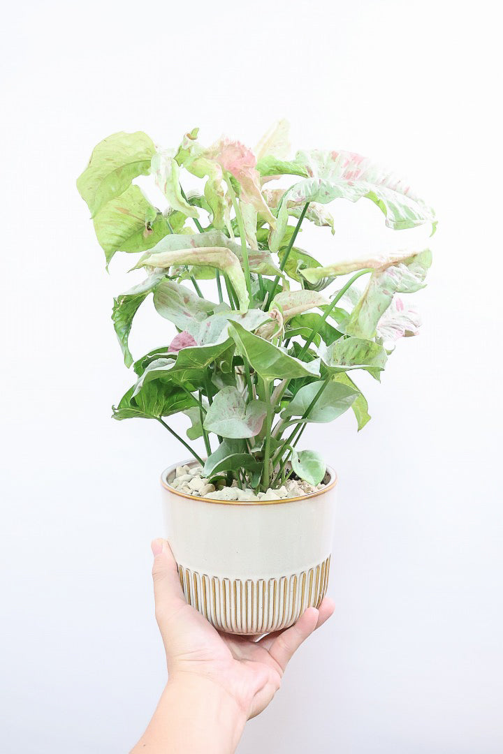 シンゴニウム コンフェッティSIV60612| 観葉植物の通信販売 | APEGO