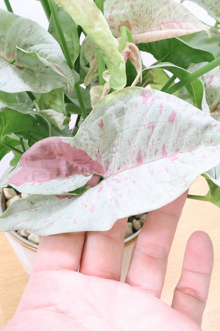 【シンゴニウム コンフェッティ】スゴイボリューム！クリーム＆ピンクの模様の葉がカワイイ♪丈夫で育てやすいです！