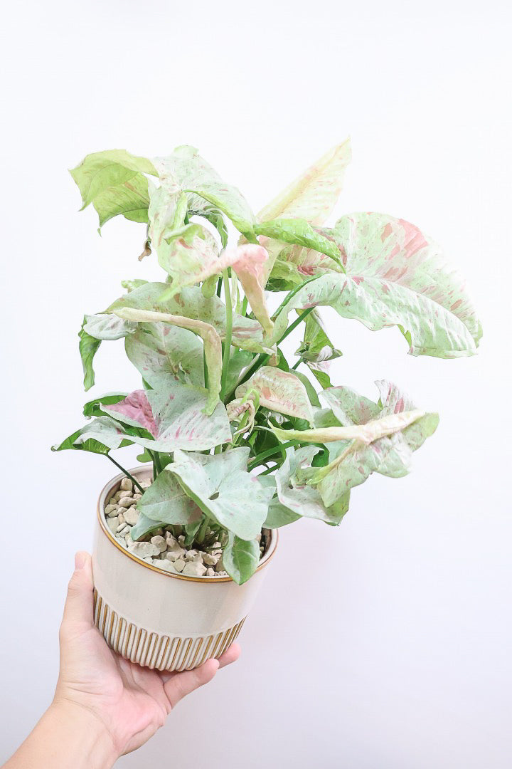 シンゴニウム コンフェッティSIV60612| 観葉植物の通信販売 | APEGO