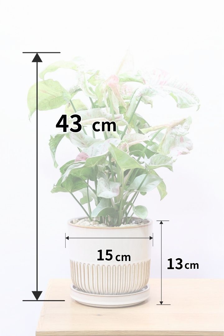 シンゴニウム コンフェッティSIV60612| 観葉植物の通信販売 | APEGO