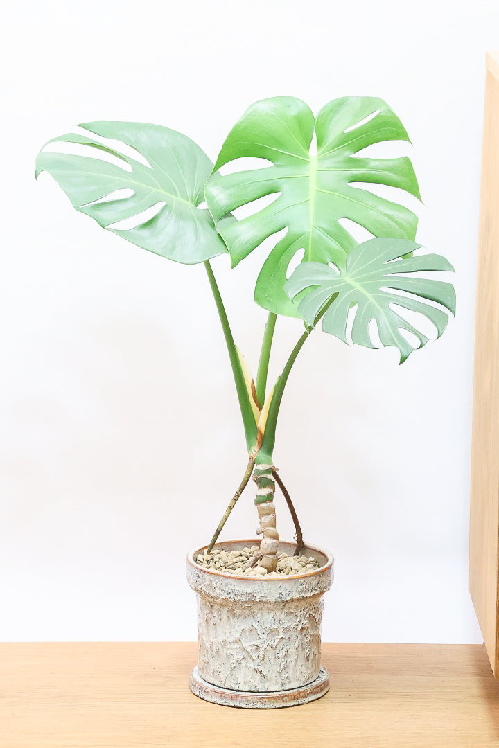 モンステラ　幸運　開運 楽天市場】室内 開運 玄関マット 金運 風水 ボリューム