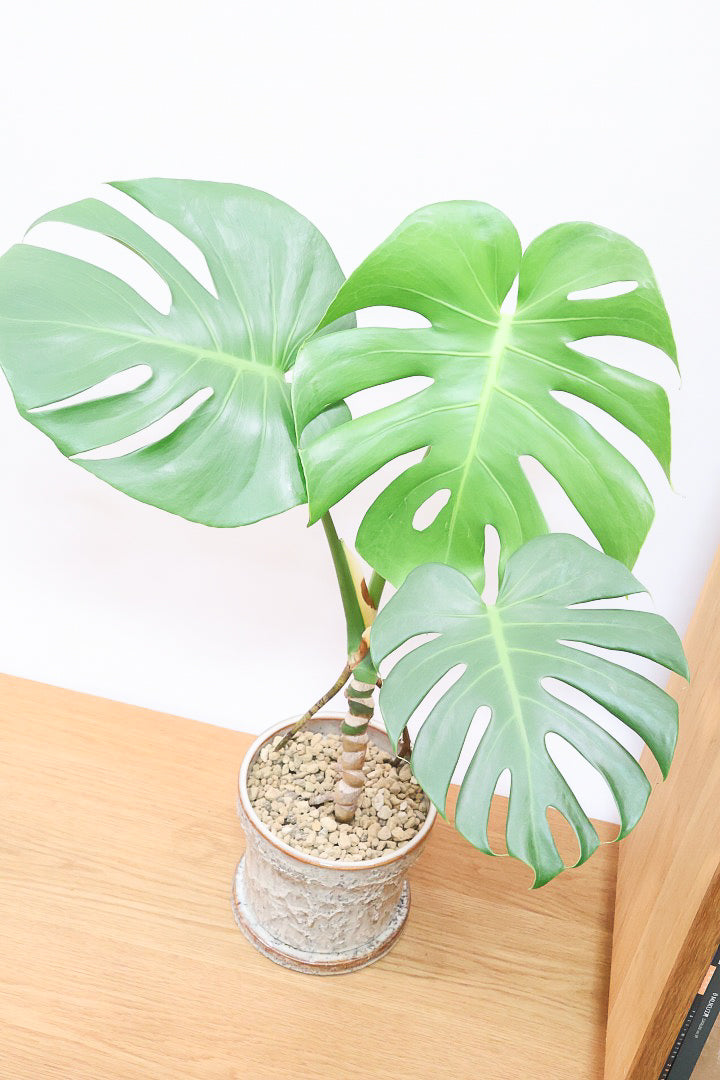 熱帯植物 ✨レア✨モンステラ クロアティ