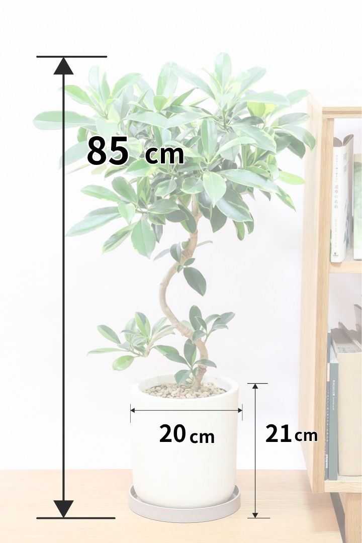 【ファグラエア バリエガタ】沖縄でじっくりと仕上げられました！この幹のカーブは素晴らしいと思います！