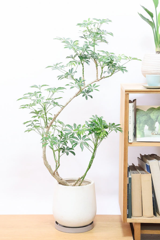 ☆シェフレラ コンパクタ♪ 132cm 太幹♪ シェフレラ：コンパクタ5号