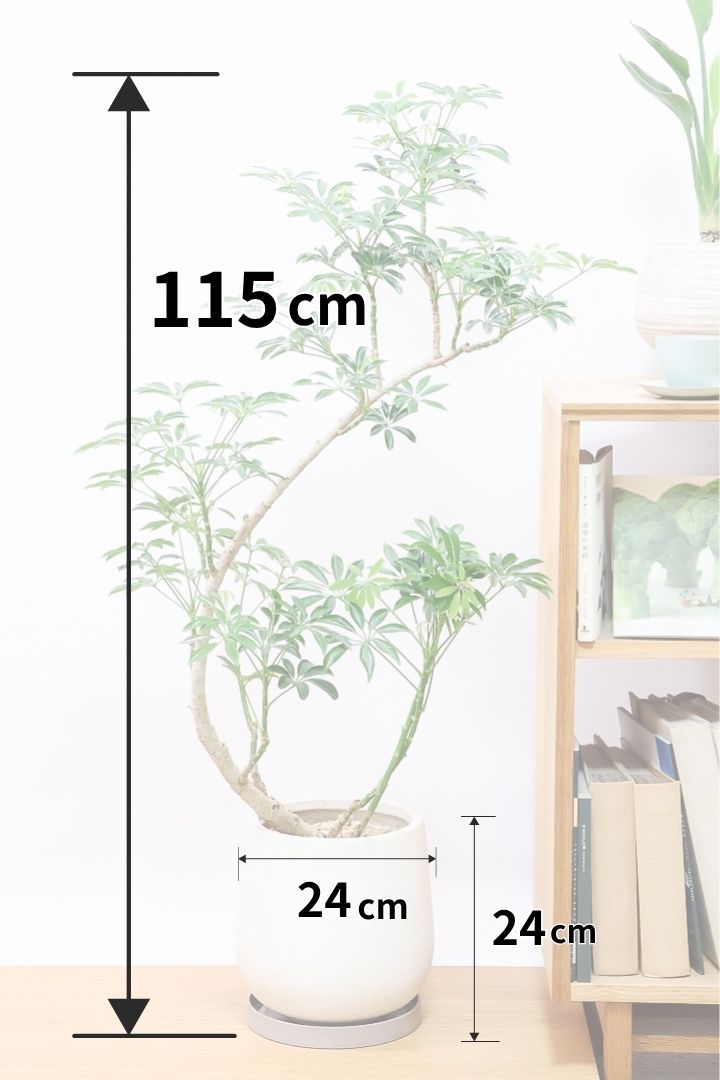 【シェフレラ コンパクタ】この樹形は良い！大きく弧を描いた芸術的な幹です！しかもめちゃくちゃ丈夫な品種です！