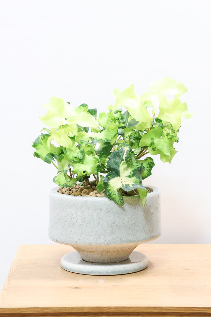 【アイビー ムーンライト】フリフリの可愛い葉♪暑さ寒さにとても強く丈夫な観葉植物です！