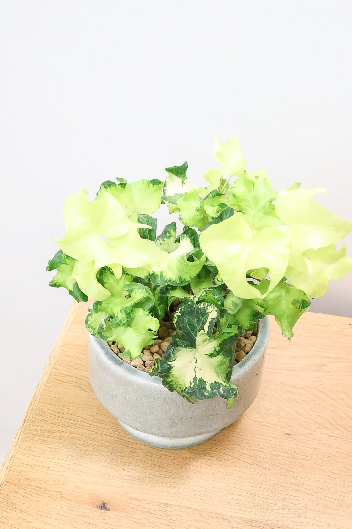 【アイビー ムーンライト】フリフリの可愛い葉♪暑さ寒さにとても強く丈夫な観葉植物です！