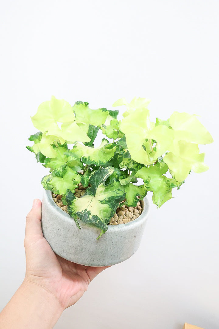 【アイビー ムーンライト】フリフリの可愛い葉♪暑さ寒さにとても強く丈夫な観葉植物です！
