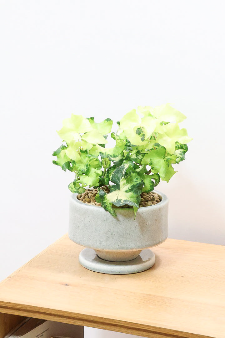 【アイビー ムーンライト】フリフリの可愛い葉♪暑さ寒さにとても強く丈夫な観葉植物です！