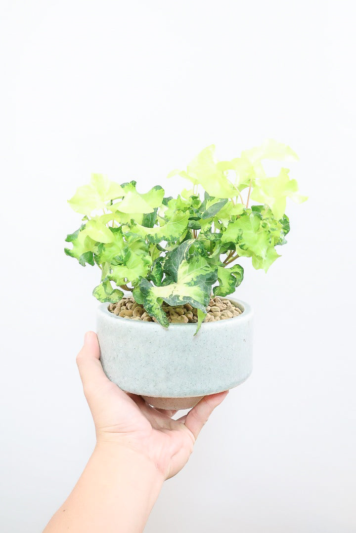 【アイビー ムーンライト】フリフリの可愛い葉♪暑さ寒さにとても強く丈夫な観葉植物です！