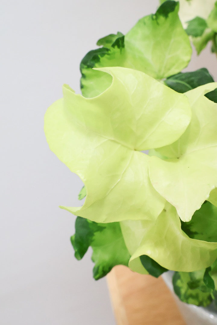 【アイビー ムーンライト】フリフリの可愛い葉♪暑さ寒さにとても強く丈夫な観葉植物です！