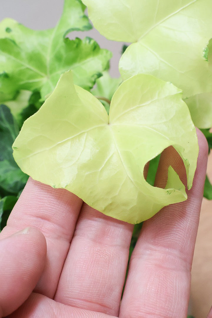 【アイビー ムーンライト】フリフリの可愛い葉♪暑さ寒さにとても強く丈夫な観葉植物です！