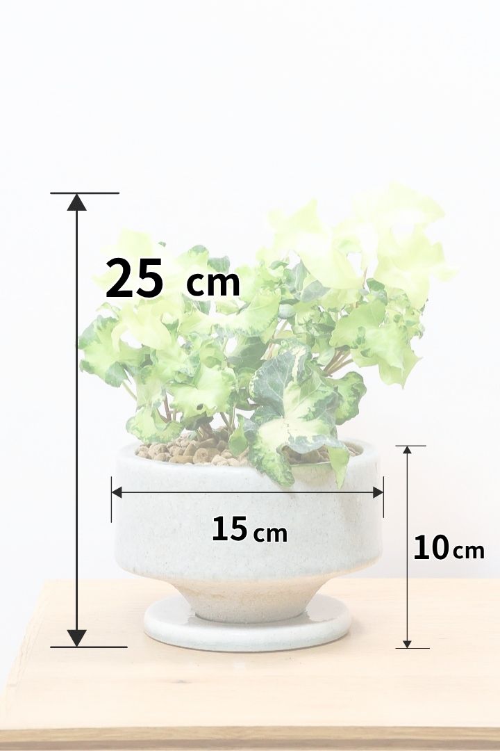 【アイビー ムーンライト】フリフリの可愛い葉♪暑さ寒さにとても強く丈夫な観葉植物です！