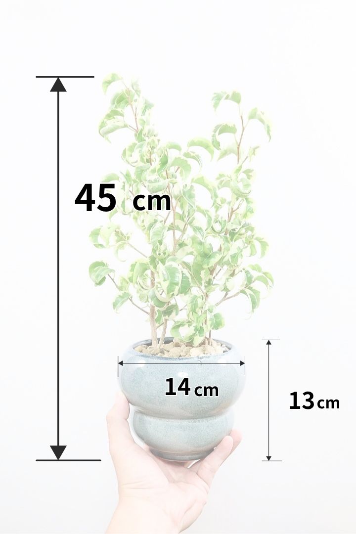 ベンジャミン シタシオン♪ 160cm 曲がり仕立て♪ ベンジャミン（フィカス ベンジャミナ）：シタシオン 6号鉢植え