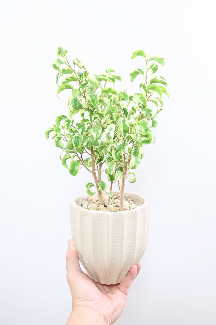 ベンジャミン・バロックの育て方 | 【送料無料】観葉植物の通信販売