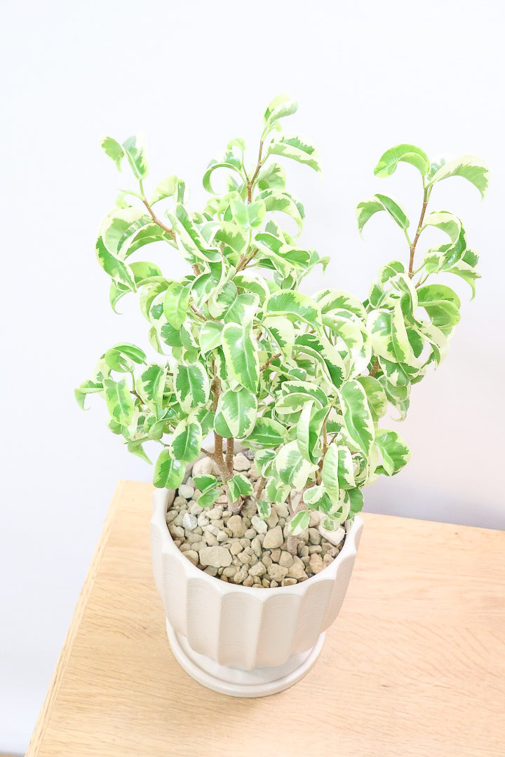 ベンジャミン シタシオンBE60627| 観葉植物の通信販売 | APEGO