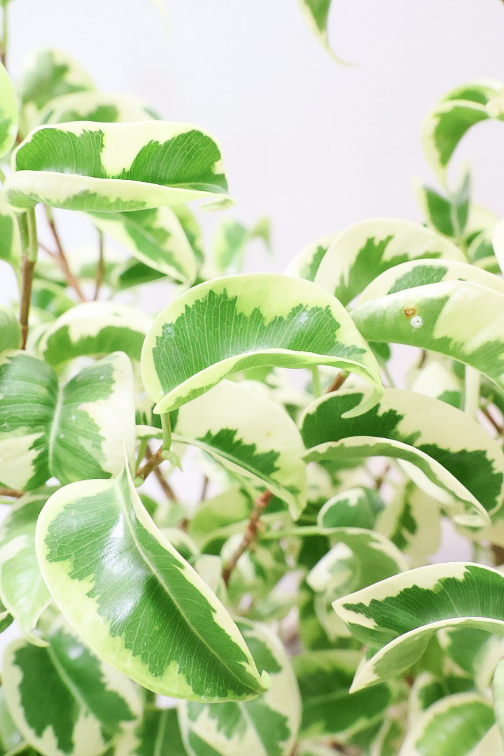 ベンジャミン　シタシオン 　8号 ベンジャミン シタシオン 8号 ベンジャミン シタシオン 8号 フィカス