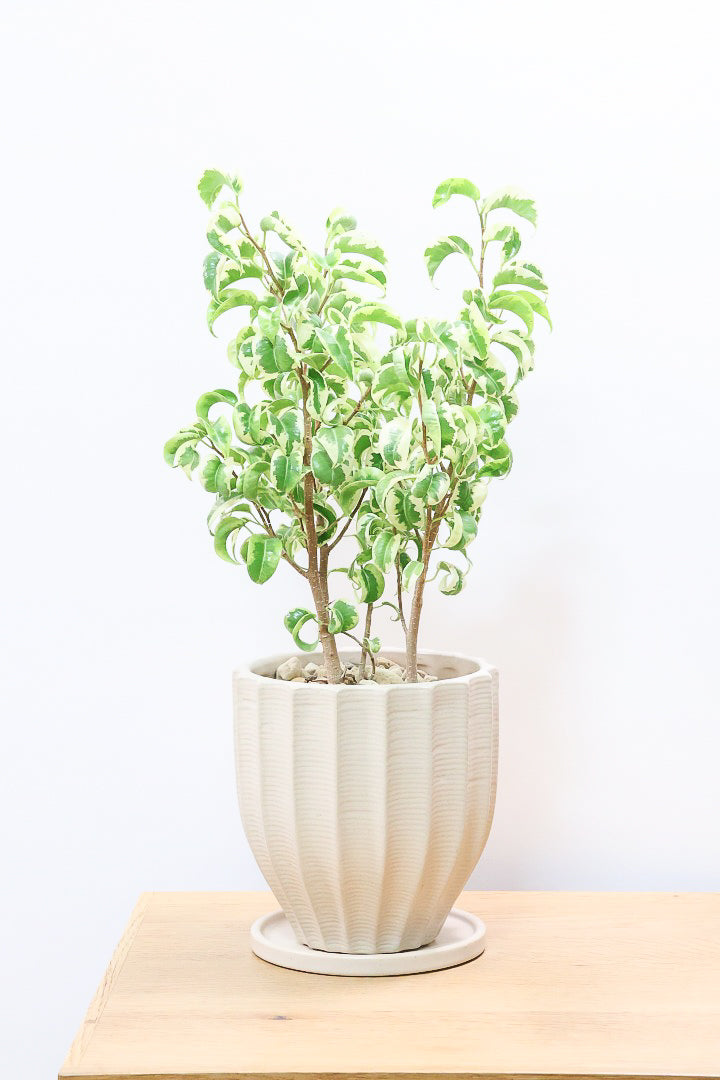 ベンジャミン シタシオンBE60627| 観葉植物の通信販売 | APEGO