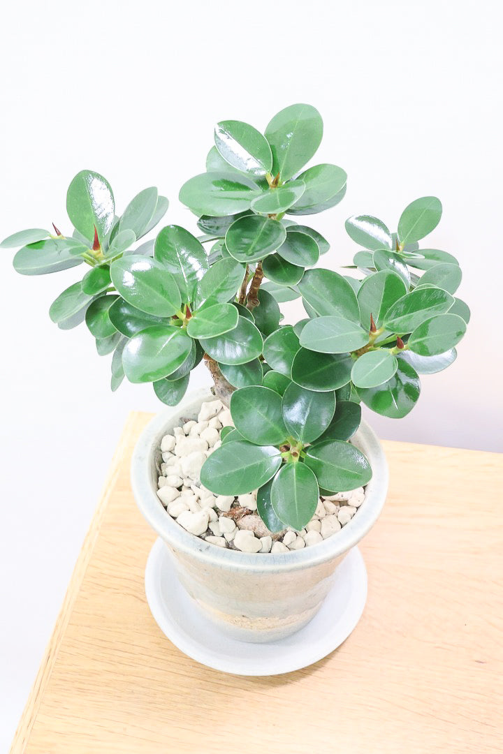 【パンダガジュマル】シックな色合いのPOT！そして個性のある盆栽仕立て！ガジュマルの中でも更に極小のかわいい葉です♪