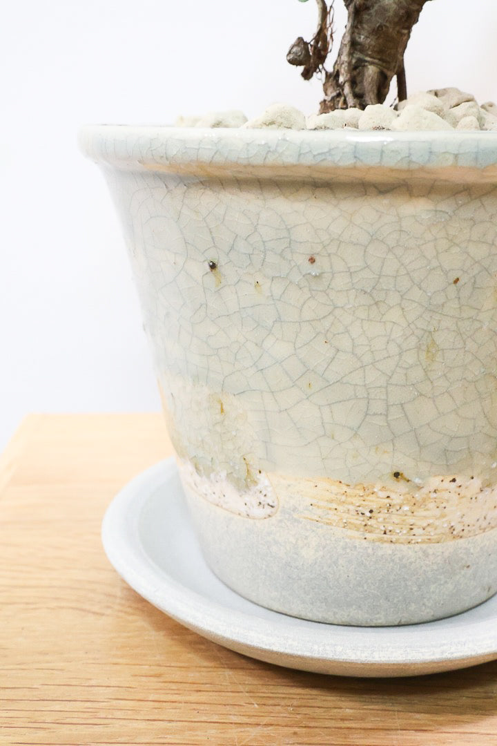 【パンダガジュマル】シックな色合いのPOT！そして個性のある盆栽仕立て！ガジュマルの中でも更に極小のかわいい葉です♪