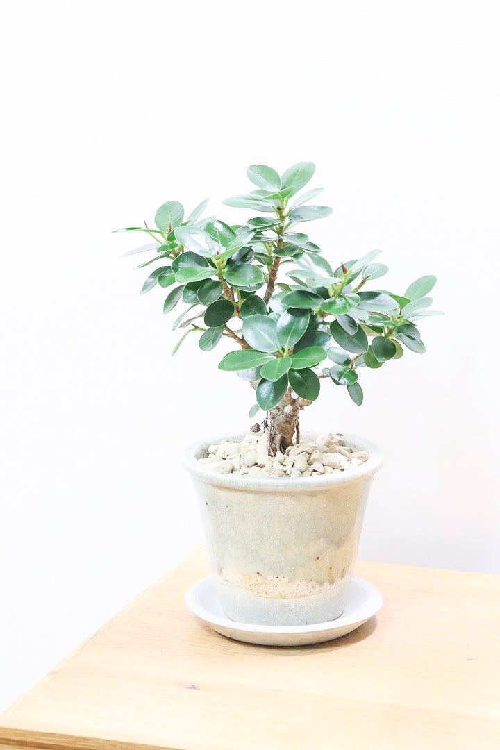 【パンダガジュマル】シックな色合いのPOT！そして個性のある盆栽仕立て！ガジュマルの中でも更に極小のかわいい葉です♪