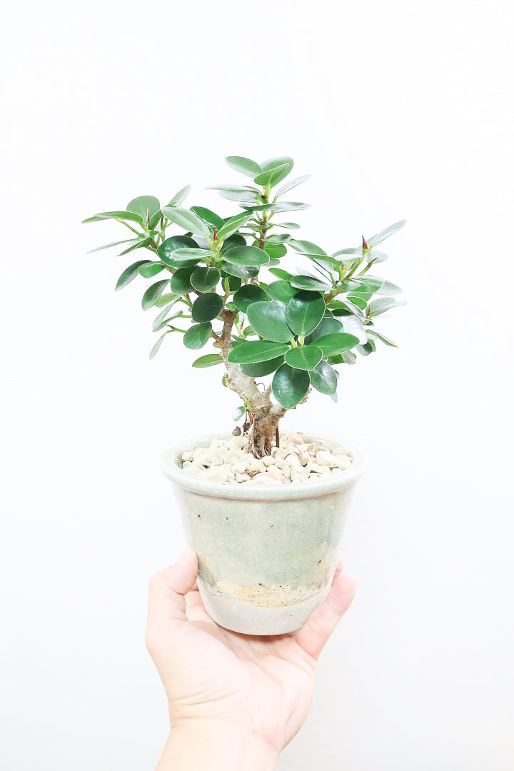 【パンダガジュマル】シックな色合いのPOT！そして個性のある盆栽仕立て！ガジュマルの中でも更に極小のかわいい葉です♪