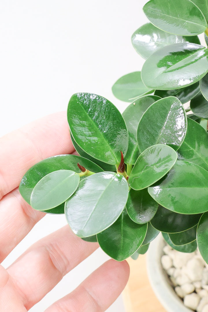 パンダガジュマルIV61026| 観葉植物の通信販売 | APEGO(アペーゴ)