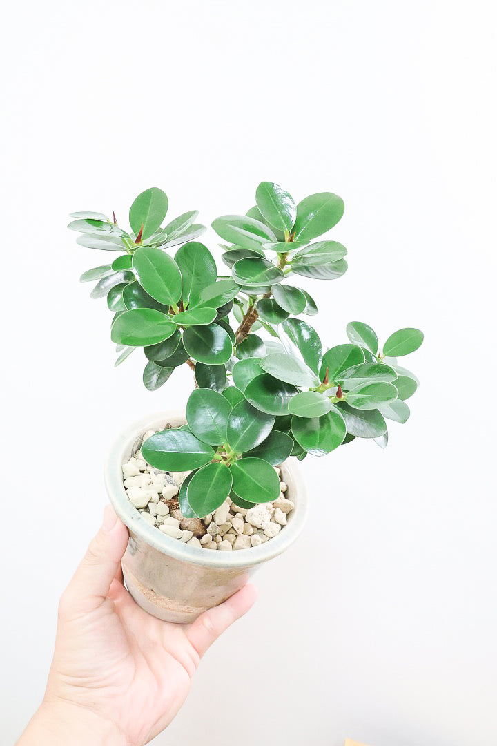 パンダガジュマルCGL60630| 観葉植物の通信販売 | APEGO(アペーゴ)