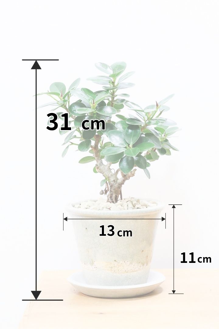 【パンダガジュマル】シックな色合いのPOT！そして個性のある盆栽仕立て！ガジュマルの中でも更に極小のかわいい葉です♪