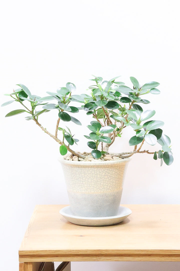 【パンダガジュマル】かわいい色合いのPOT！そして個性のある盆栽仕立て！ガジュマルの中でも更に極小のかわいい葉です♪