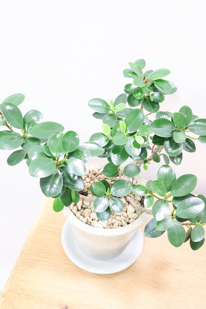 【パンダガジュマル】かわいい色合いのPOT！そして個性のある盆栽仕立て！ガジュマルの中でも更に極小のかわいい葉です♪