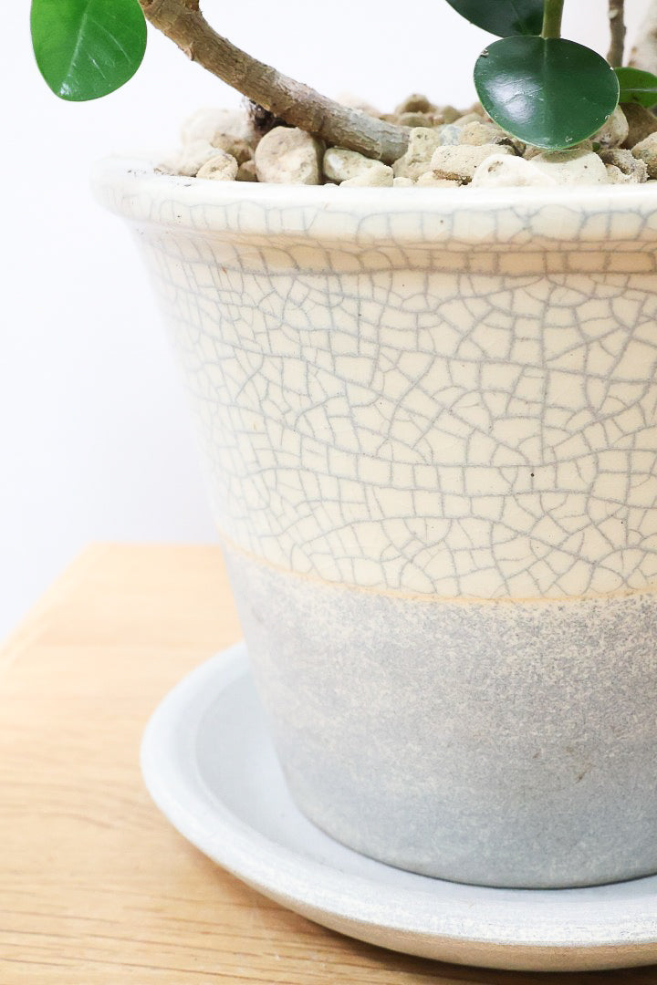 【パンダガジュマル】かわいい色合いのPOT！そして個性のある盆栽仕立て！ガジュマルの中でも更に極小のかわいい葉です♪