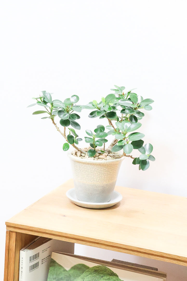 【パンダガジュマル】かわいい色合いのPOT！そして個性のある盆栽仕立て！ガジュマルの中でも更に極小のかわいい葉です♪