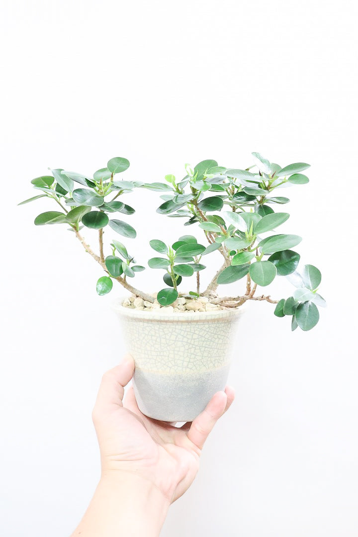 【パンダガジュマル】かわいい色合いのPOT！そして個性のある盆栽仕立て！ガジュマルの中でも更に極小のかわいい葉です♪