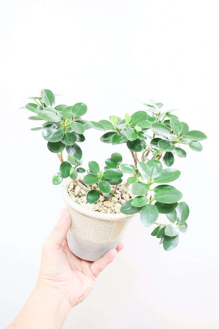 【パンダガジュマル】かわいい色合いのPOT！そして個性のある盆栽仕立て！ガジュマルの中でも更に極小のかわいい葉です♪