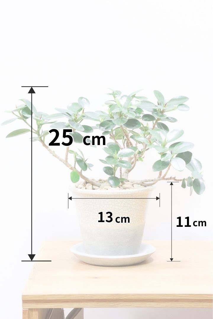 【パンダガジュマル】かわいい色合いのPOT！そして個性のある盆栽仕立て！ガジュマルの中でも更に極小のかわいい葉です♪