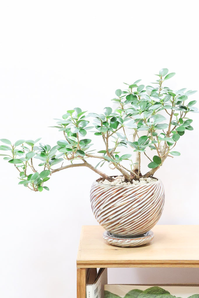 パンダガジュマル　ご希望の商品を選べます  ① 楽天市場】【希少植物】【お試し】 パンダガジュマル 4号 プラスチック