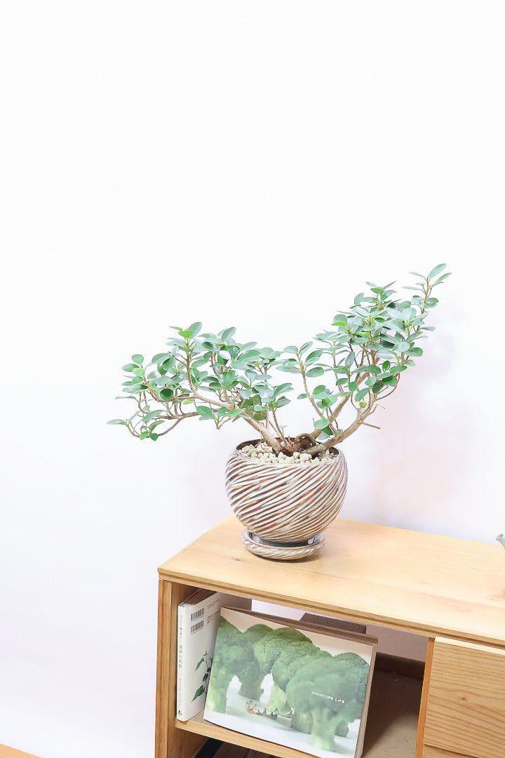 パンダガジュマル　ご希望の商品を選べます  ① ① ガジュマル 『パンダガジュマル』特大苗木最高等級 極上品‼️