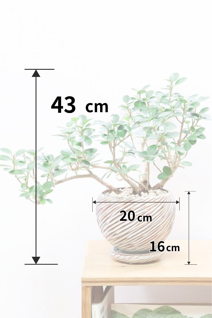 パンダガジュマルAIV60632| 観葉植物の通信販売 | APEGO(アペーゴ)