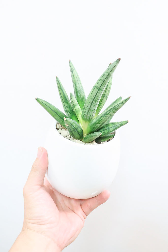 サンスベリア ヘッジホック サンスベリア ヘッジホッグ 3 Sansevieria Hedgehog | My-Favth